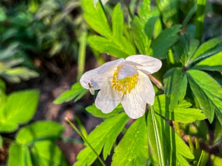 An anemone flower with a small winged insect on the flower petal.