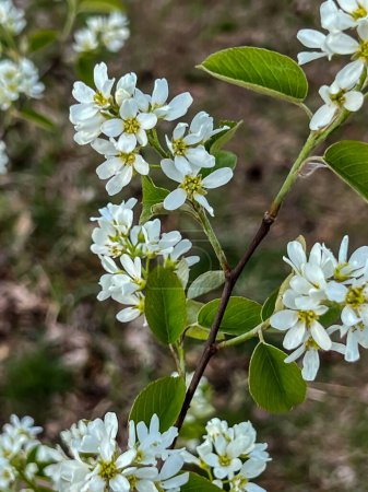 Saskatoon Rundblatt wächst in freier Wildbahn mit blühenden Blüten, Nahaufnahme im zeitigen Frühling.