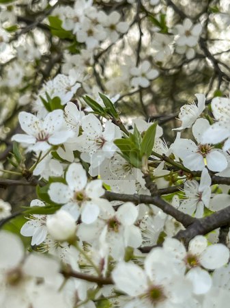 Nahaufnahme eines Mirabellen-Pflaumenbaums, der im zeitigen Frühling blüht.