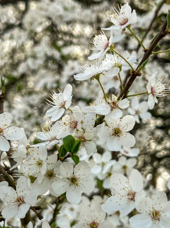 Nahaufnahme eines Mirabellen-Pflaumenbaums, der im zeitigen Frühling blüht.