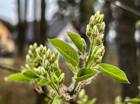 Saskatoon Rundblatt wächst in freier Wildbahn mit teilweise blühenden Blüten, Nahaufnahme im zeitigen Frühjahr.