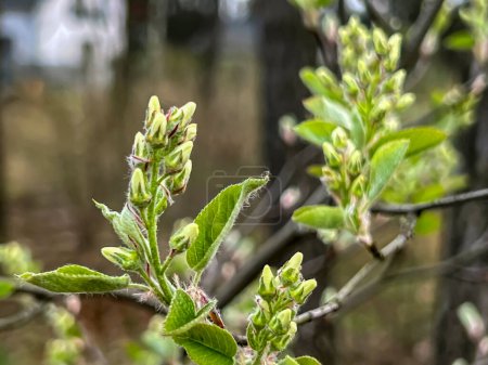 Saskatoon Rundblatt wächst in freier Wildbahn mit teilweise blühenden Blüten, Nahaufnahme im zeitigen Frühjahr.