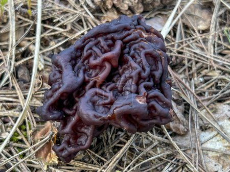 Detail shot of mushroom Gyromitra gigas, commonly known as giants false morel, snow morel, snow false morel, calf brain or bull nose.
