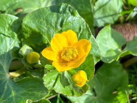 Beautiful yellow marigolds (Caltha palustris) blooming in early spring, close-up.