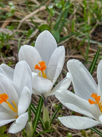 Weiße Krokusse blühen im zeitigen Frühjahr auf einer Wiese am Waldrand. In Großaufnahme.