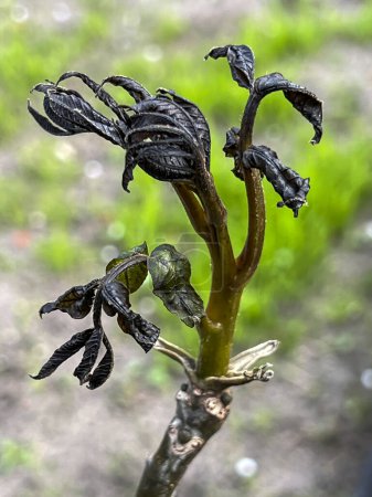 Young walnut shoots damaged after a short, night spring frost.