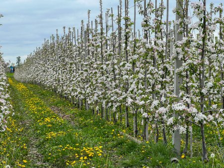 Fruit trees blooming beautifully in orchards in spring.