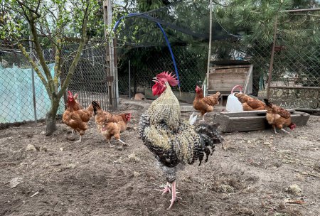 A rooster and hens walking in the yard of a country farm. The cock crows.