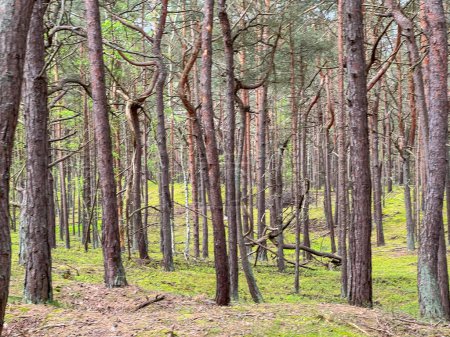 A pine forest in Hel in Poland with trees with unusual, very bent branches and trunks.