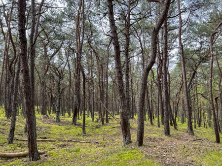 Ein Kiefernwald in Hel in Polen mit Bäumen mit ungewöhnlichen, stark gebogenen Ästen und Stämmen.