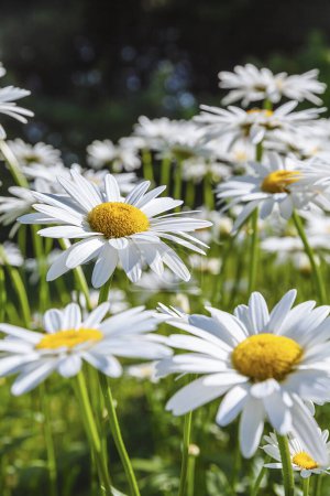 Photo for Yellow and white Daisy flowers in a field surrounded by grass. - Royalty Free Image