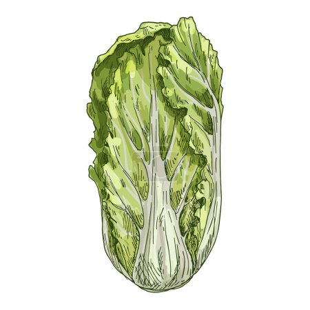 Illustration for Vector sketch illustration of chinese cabbage. Image of a leafy vegetable used in China cuisine. Isolated clipart of stem plant or bok choy. Vegetarian and vegan nutrition. Agriculture and culinary. - Royalty Free Image