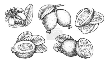 Set of isolated sketch of feijoa. Vector realistic tropical fruit. Exotic guavasteen illustration. Hand drawn pineapple guava. Vegan and vegetarian food with vitamin. Agriculture, farming, nutrition
