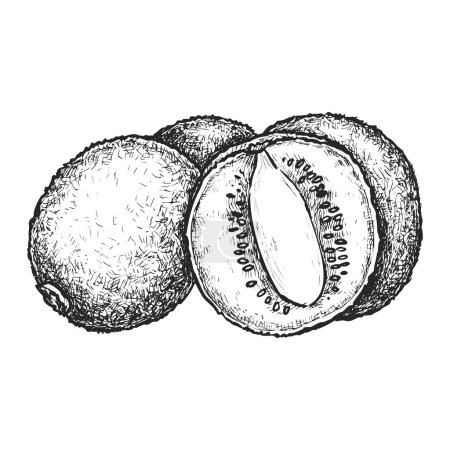 Illustration for Vector sketch of kiwifruit cross section. Hand drawn kiwi or Chinese gooseberry. Dessert salad ingredient. Organic and natural food for vegan or vegetarian nutrition. Biology and botany book image. - Royalty Free Image