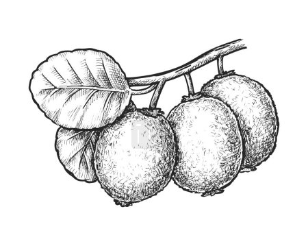 Sketch of kiwi fruit or vector Chinese gooseberry. Realistic isolated kiwifruit for culinary or cook, recipe book. Vegan or vegetarian nutrition and food. Farming and cooking. Harvest and agriculture