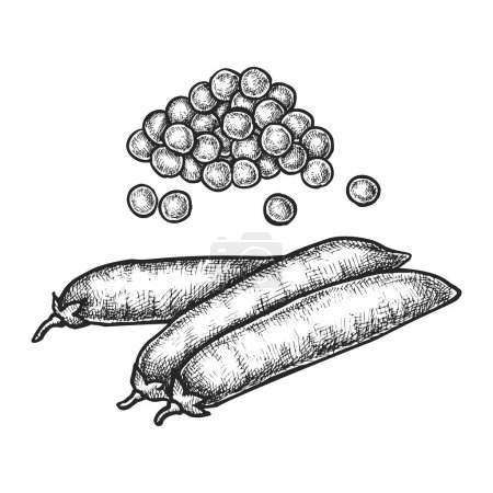 Vektor-Vintage-Illustration von Erbsen mit Samen. Skizze von Hülsenfrüchten grüne Pflanze. Handgezogene Bohne mit Getreide. Natürliche und biologische kulinarische Zutat für den Markt. Radierung der landwirtschaftlichen Ernte. Landwirtschaft, Botanik