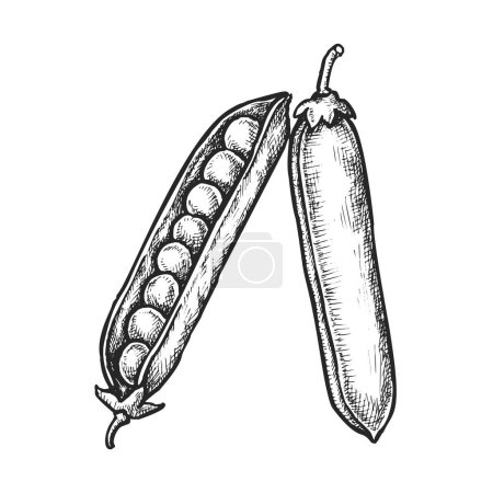 Erbsenschote mit Samen. Vektorskizze der Bohnenpflanze. Vintage Zeichnung von Hülsenfrüchten mit Getreide. Kochen in der Küche oder gesunde Marktdarstellung. Vegetarische oder vegane Kochzutat. Natürliche Ernte