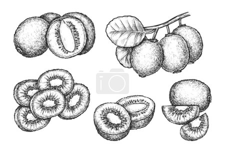 Illustration for Set of isolated sliced kiwi or kiwifruit. Vector sketch Chinese gooseberry sign for vegetarian or vegan nutrition. Food for tropical dessert or salad. Hand drawn exotic fruit. Agriculture and harvest - Royalty Free Image