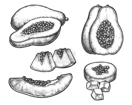 Set of isolated realistic sliced papaya with seeds. Sketch of papaw ingredient for vegan nutrition. Hand drawn pawpaw for vegan meal. Exotic fruit for culinary or market grocery. Farming harvest