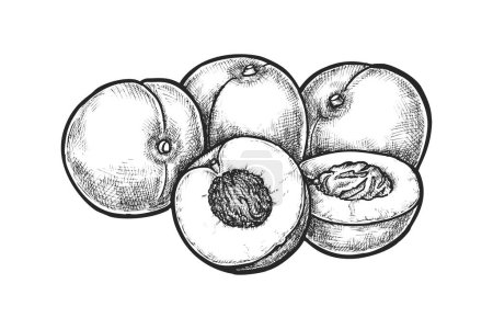 Sketch of sliced organic food. Vector peach or hand drawn stone fruit. Apricot food for dessert menu or grocery market. Vegetarian and vegan nutrition. Summer harvest and agriculture farm. Nectarine