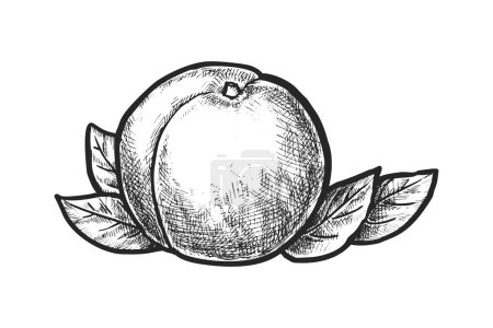 Drawing of peach or apricot fruit. Vector sketch of summer plant harvest. Food or nutrition for vegan and vegetarian, veggie. Etching of dessert ingredient. Biology and botany sign. Garden harvest