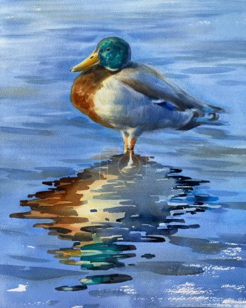 Un pato de pie en el agua ilustración acuarela realista. Colores de luz nocturna