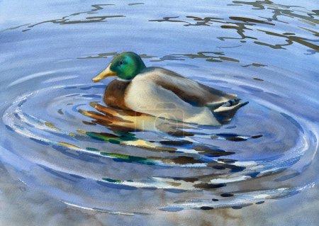 Un canard nageant dans l'eau illustration aquarelle réaliste. Couleurs claires du soir