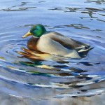 A duck swimming in water realistic watercolor illustration. Evening light colors