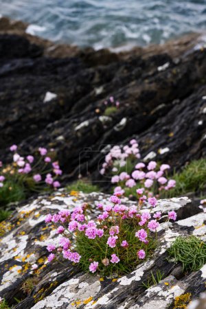 Photo for Pink sea thrift flowers or Armeria maritima growing on rugged ciffs on Atlantic coast in Ireland - Royalty Free Image