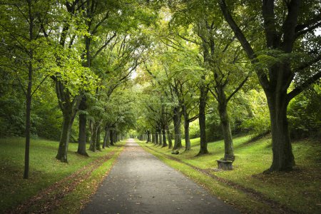 Green trees lining walking path in Ludwigsburg park, Germany.