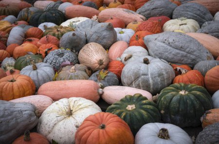Photo for Colorful display of heirloom varieties of pumpkins and squashes at fall pumpkin festival in Ludwigsburg, Germany. - Royalty Free Image