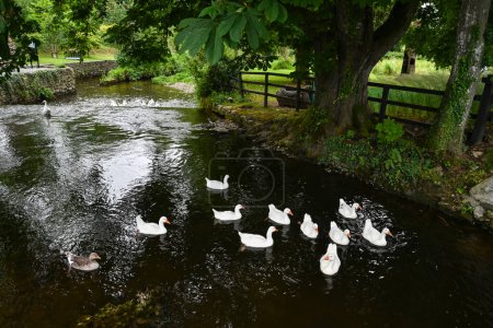 Oies blanches nageant dans la rivière Suir devant le château de Cahir dans le comté de Tipperary, en Irlande - l'un des châteaux irlandais les plus grands et les mieux préservés.