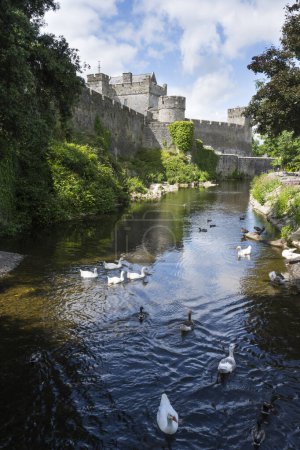 Weiße Gänse und Enten schwimmen im Fluss Suir vor der Burg von Cahir in der Grafschaft Tipperary, Irland - eine der größten und am besten erhaltenen irischen Burgen.