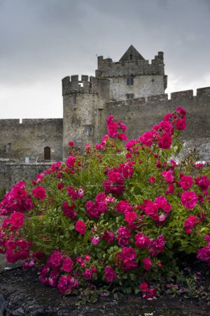 Red roses growing in front of Cahir castle in county Tipperary, Ireland - one of the largest and best-preserved Irish castles.