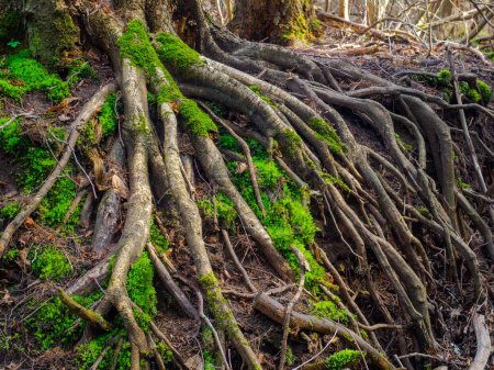 Photo for Exposed roots from trees, forming a mesh towards the river bank - Royalty Free Image