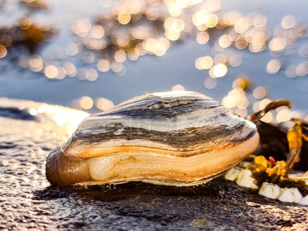 Beautiful soft shell clam with siphon out at closeup over low tide seatwater with sunrays shimmering in top layer at seaside.