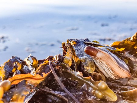 coquille de palourde molle dans un lit de vessie épave algéa sur l'eau de mer à marée basse, se baignant dans un beau soleil à l'heure dorée pendant le coucher du soleil