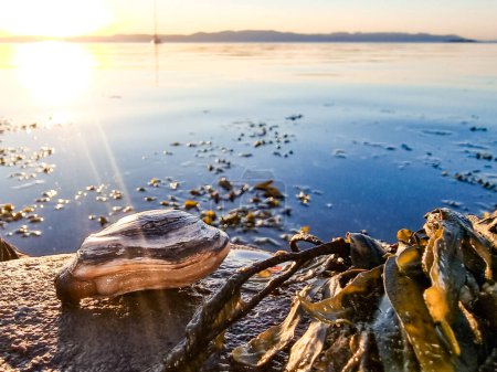 Palourde en coquille douce dans une belle vue sur la mer et la nature, reposant sur un rocher à côté de la vessie sur l'eau calme à marée basse