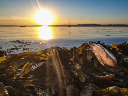 Soft clam resting in a bed of brown seaweed, bladderwrack in beautiful sunset at seaside shore.