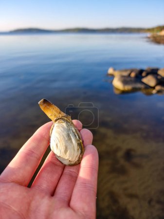Soft clam with siphon out, held in fingers of adult person.
