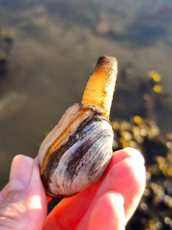 close up of a hand holding a soft clam with siphon out