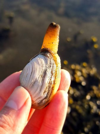 close up of a human hand holding a piece of a white and yellow sea shell, mya arenaria, or soft clam.