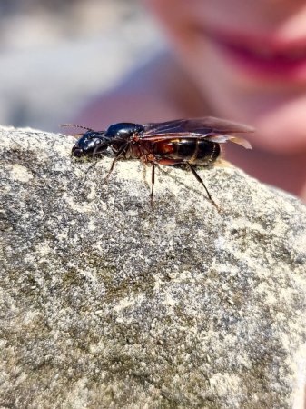 Camponotus herculeanus, hormiga de madera o hormiga gigante con alas, sobre una piedra a poca profundidad de campo frente a una cara de joven, tiro de ángulo bajo e iluminación natural.