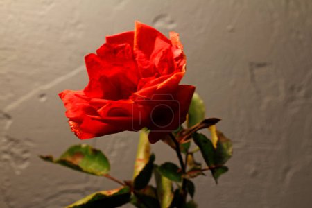 Téléchargez les photos : Les roses sont rouges et belles - en image libre de droit