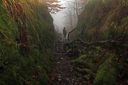 old exposed hollow way big Egge near Horn-Bad Meinberg in the fog