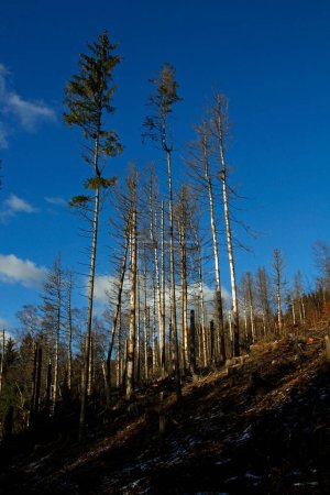 Téléchargez les photos : Dépérissement de la forêt dû au changement climatique dans la forêt de Teutoburg près de la tour d'egge - en image libre de droit