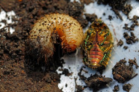 Photo for Generation change: deceased rose beetle and young larva in march - Royalty Free Image