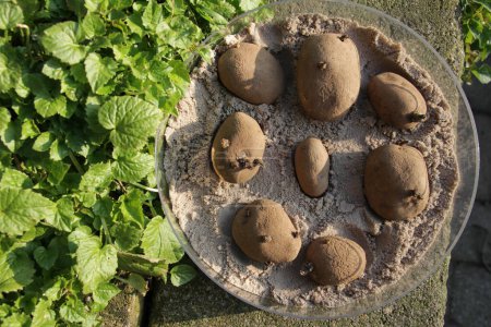 Téléchargez les photos : Pomme de terre à cuisson ferme, moyenne-hâtive - en image libre de droit