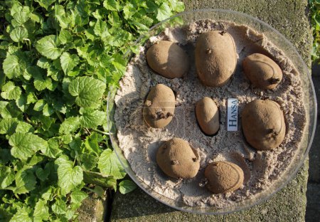 Téléchargez les photos : Pomme de terre à cuisson ferme, moyenne-hâtive - en image libre de droit