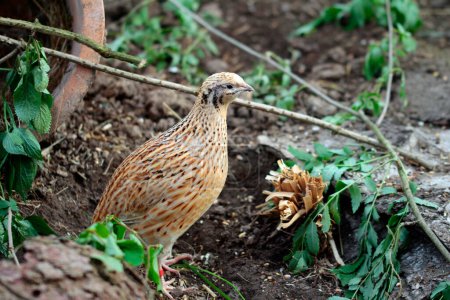 Daily Happy. Japanese laying quail hen in outdoor enclosure. 
